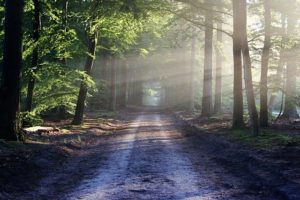 Ätherisches Öl Wald Wirkung