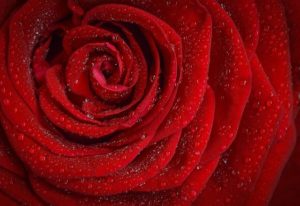 Rose Wirkung ätherisches Öl